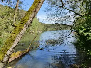 Natural Monument - "Oak Bartus"