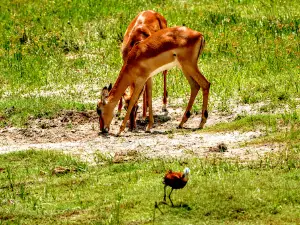 Chobe National Park