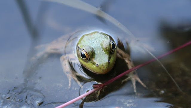 Camping Domaine des Cèdres