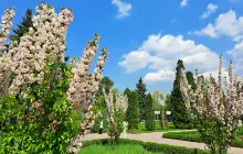 Ботанический сад, пруд с рыбами