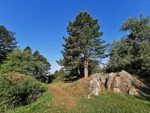 Úrkúti őskarszt Természetvédelmi terület