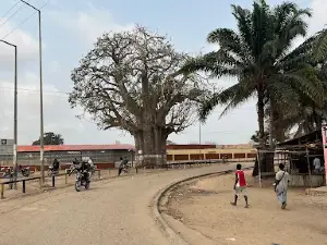 Baobá