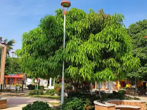Parque en la Plaza principal