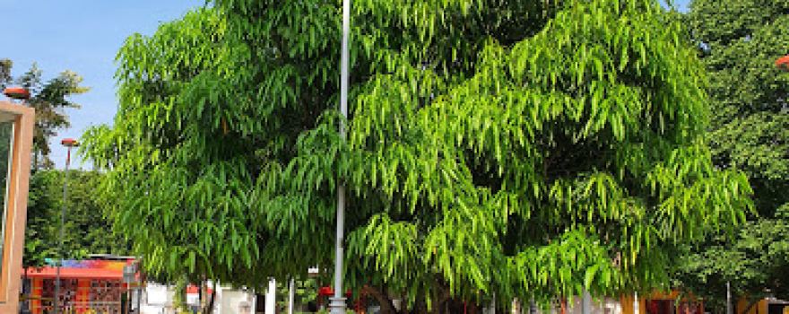 Parque en la Plaza principal