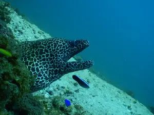 Scuba Diving Kalpitiya dive center