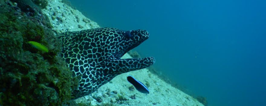 Scuba Diving Kalpitiya dive center