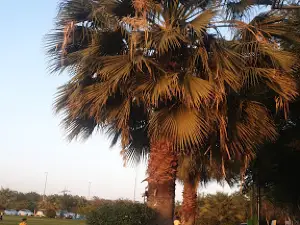 King Fahd Park