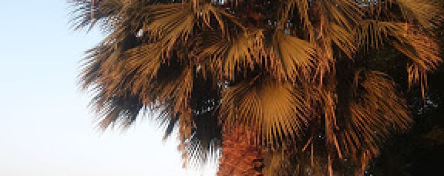 King Fahd Park