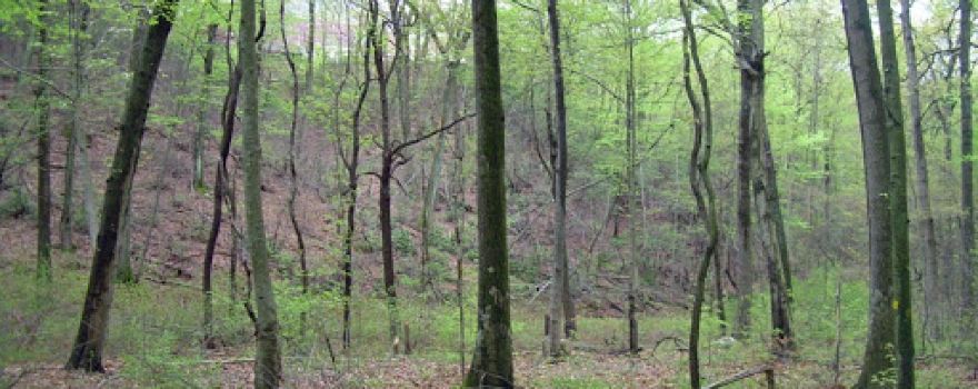 Fox Hollow Preserve