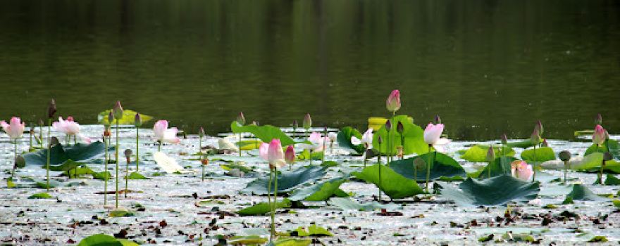 Singhorgarh lake