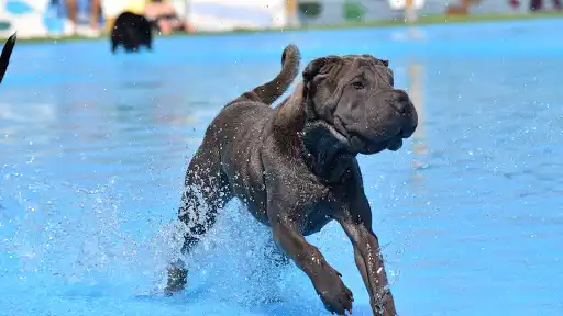 GOS AVENTURA RESORT CON PISCINA (SOLO PARA PERROS HUÉSPEDES)