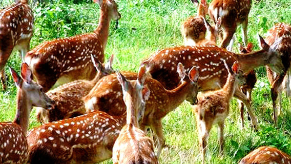 Fengmu Deer Feeding Farm
