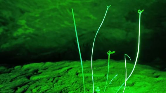 Longyan Cave Tourist Area