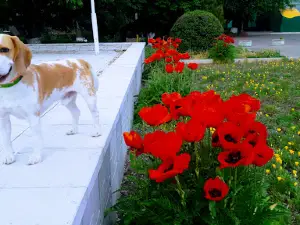 Мемориал "Вечный огонь"
