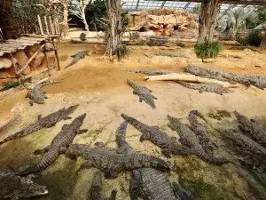 Crocodile Farm