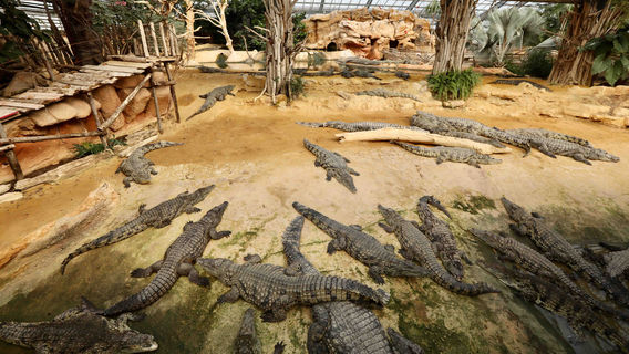 Crocodile Farm