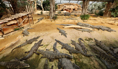 Crocodile Farm