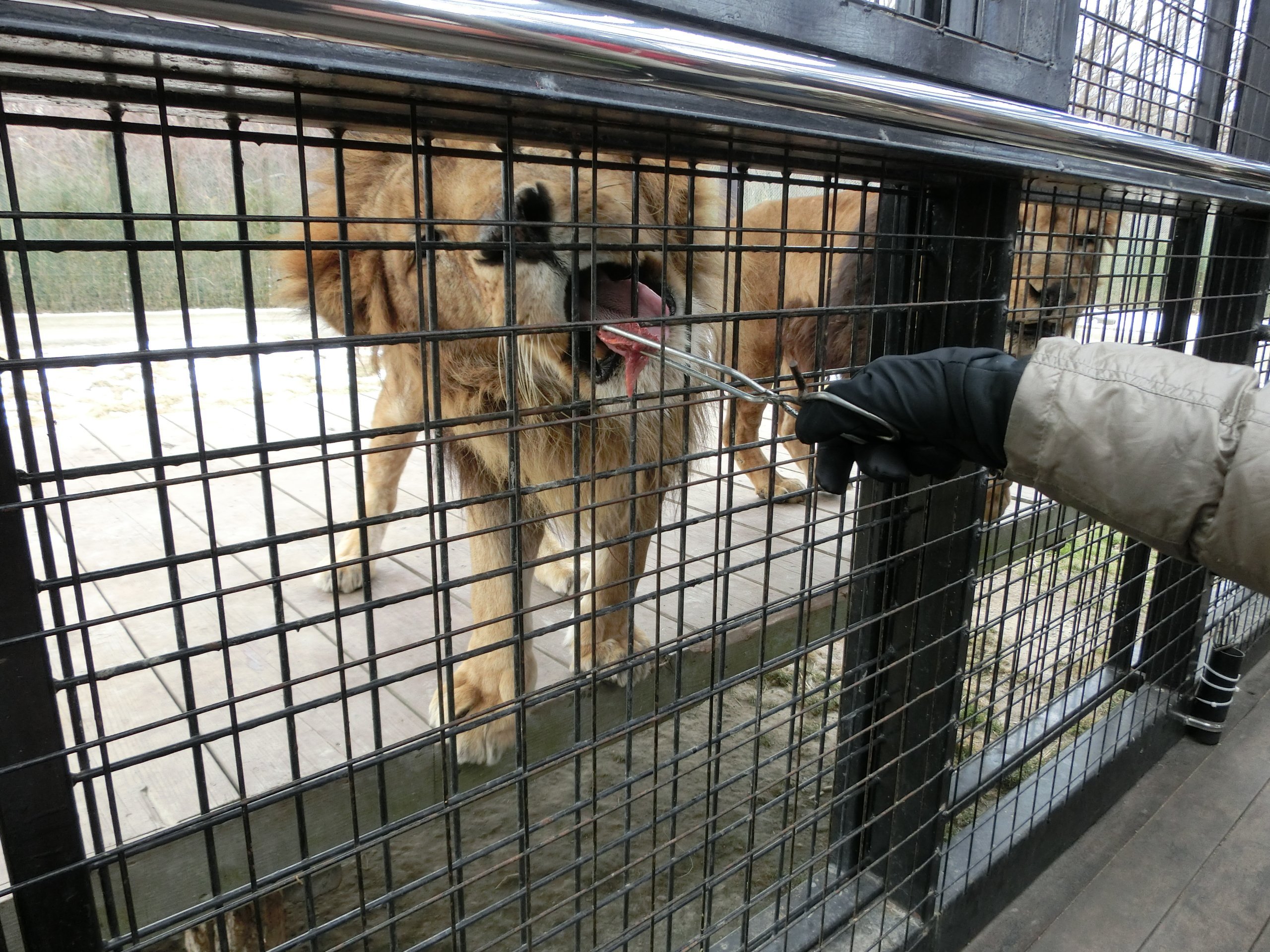 杤木 那須サファリパーク 入場Eチケット 予約