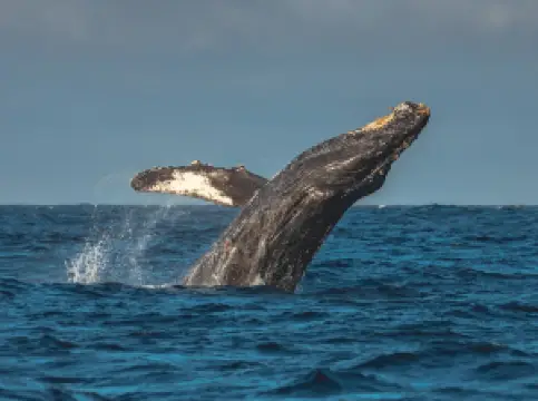 Discovery Whale Watch