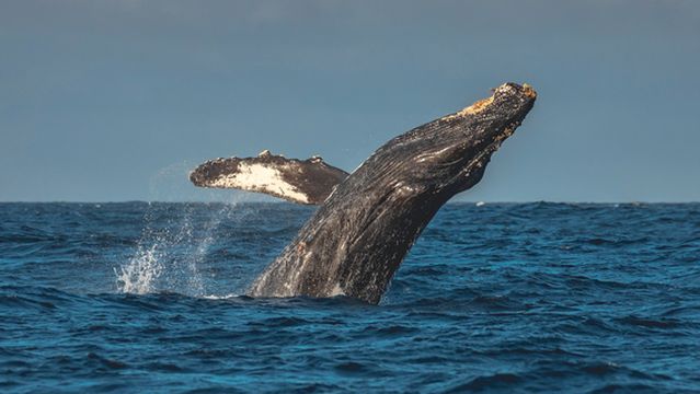 Discovery Whale Watch