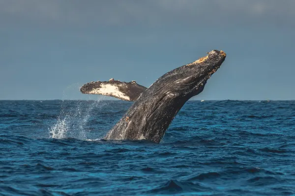 Discovery Whale Watch