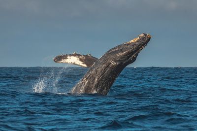 Discovery Whale Watch