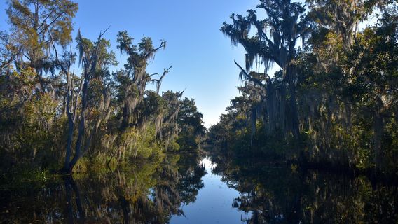 Airboat Adventures