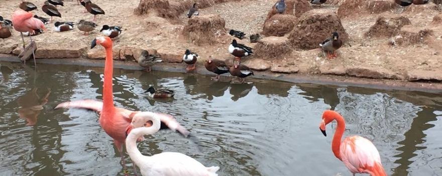 Abilene Zoo