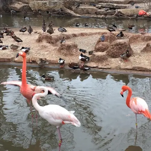 Abilene Zoo