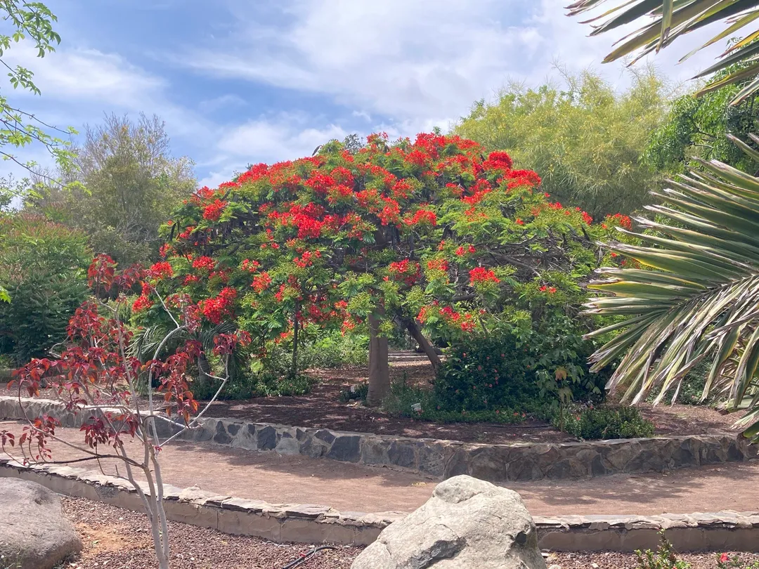 5_Botanical Park of Maspalomas (El Parque Botanico de Maspalomas)