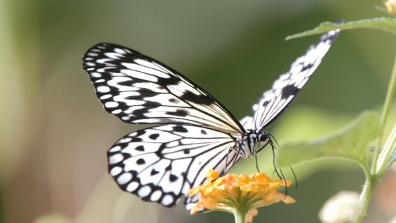 Santillana Zoo