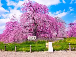 Suzuka forest garden