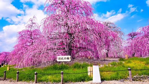 Suzuka forest garden
