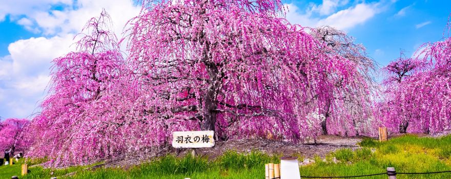 鈴鹿之森庭園