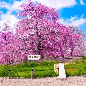 鈴鹿之森庭園