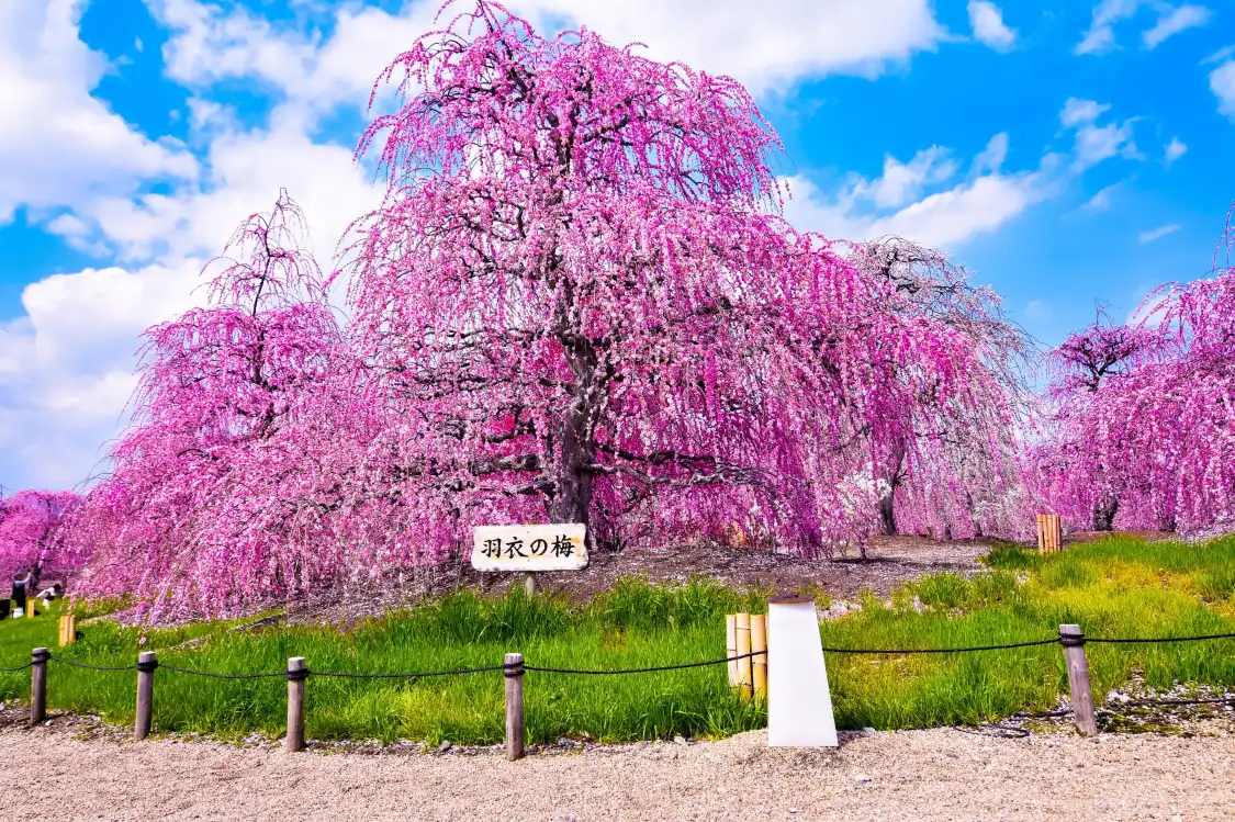 Hotels near Suzuka forest garden