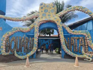 Aquario Natal
