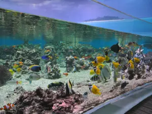 Planet Ocean Montpellier