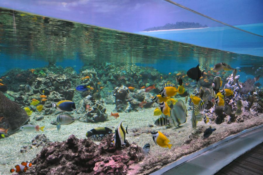 Planet Ocean Montpellier