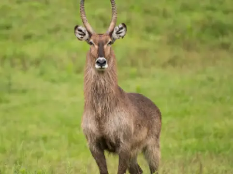 ノース・カロライナ動物園