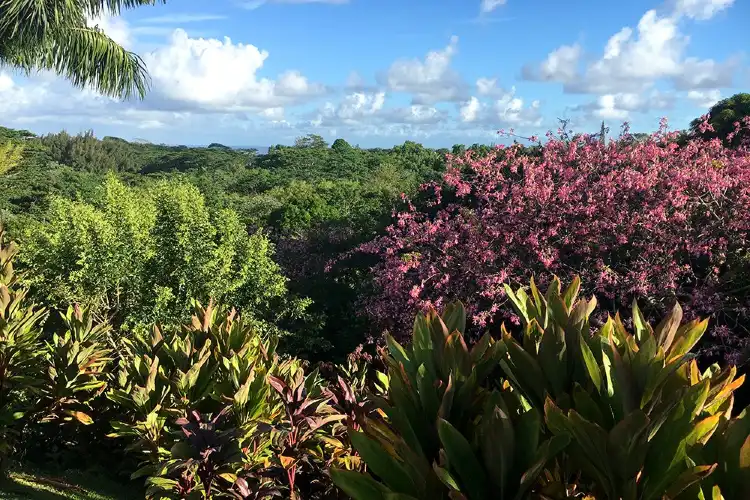 Hotel in zona Princeville Botanical Gardens - Tours