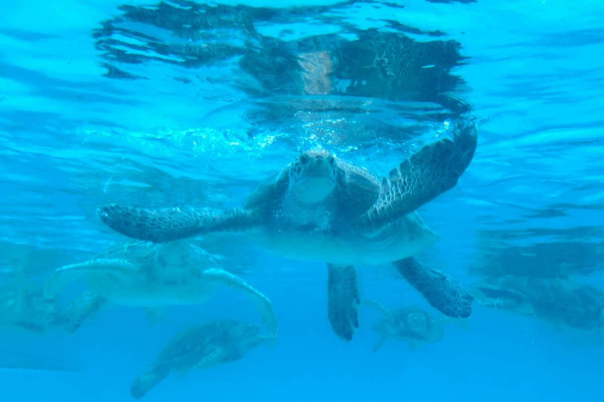 沖繩美麗海水族館