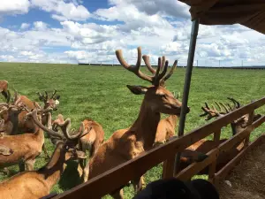 Rolling Hills Red Deer Farm