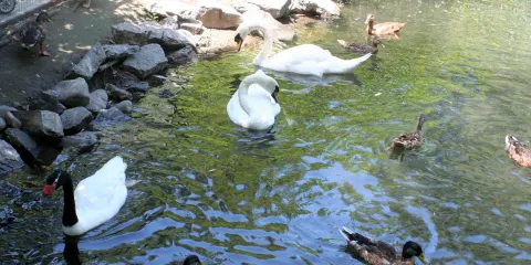 Zootah At Willow Park