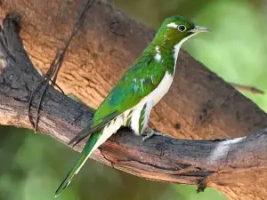 Abuko Nature Reserve