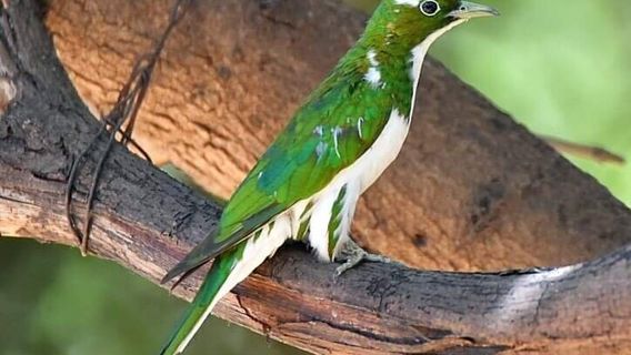 Abuko Nature Reserve