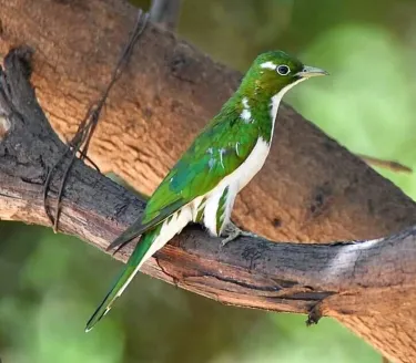 Kanifing Municipal Council