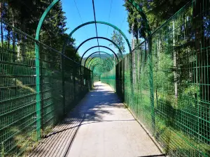 Alternative Wolf and Bear Park Black Forest