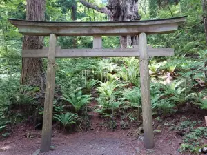 Chichi-sugi Japanese Cedar (Iwakura Shrine)