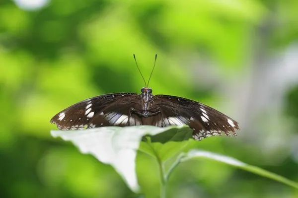 3_曼谷蝴蝶和昆蟲館